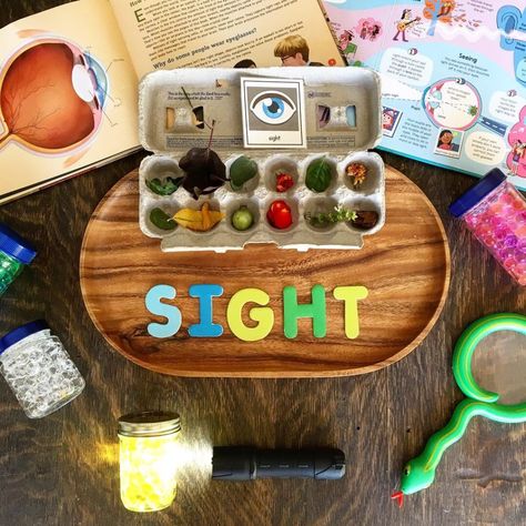 Five Senses Unit - Sense of sight! magnifying glass, water beads and flashlights, Totschool, preschool, kindergarden homeschool See Sense Activities Preschool, Sight Senses Activities, Eye Senses Activities, Sense Of Sight Craft Preschool, Preschool 5 Senses, Five Senses Activity, Senses Activity, 5 Senses Preschool, Five Senses Preschool