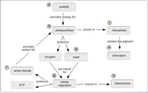 Image result for photosynthesis concept map Evolution Concept Map, Energy Science Projects, Teaching Cells, Physical Science Activities, Physical Science Lessons, Map Photo, Biology Worksheet, Chemistry Worksheets, Biology Classroom