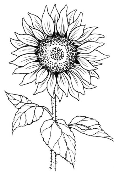 Sunflower Line Drawing, Sunflower Stamp, Sunflower Coloring Pages, Sunflower Images, Sunflower Drawing, Sunflower Tattoos, صفحات التلوين, Cool Pencil Drawings, White Drawing