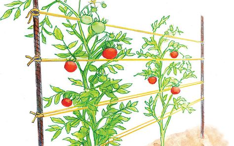 Tomato trellis as a woven row Tomato Support, Growing Organic Tomatoes, Tomato Trellis, Growing Tomatoes In Containers, Bamboo Trellis, Garden Vines, Bamboo Garden, Tomato Cages, Veg Garden