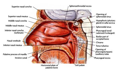 Anatomy Physiology of Nose, Nasal and Paranasal Sinus Physicians Associate, Nasal Cavity Anatomy, Nose Diagram, Sinus Anatomy, Neurosurgery Study, Peachie Speechie, Paranasal Sinuses, Maxillary Sinus, Sinus Cavities