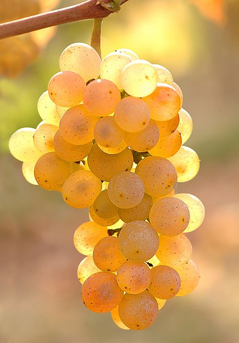 Raisins Photography, Yellow Food Photography, Grape Pictures, Grape Photography, Grapes Photography, Fruits Photography, Fruit Photos, Art Du Vin, Golden Fruit