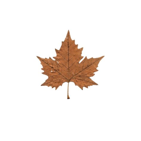 Icon Homescreen, Seasons Aesthetic, Wallpaper Coquette, Sticker Transparent, Maple Leaf, App Icon, Png Images, Resolution, Logos