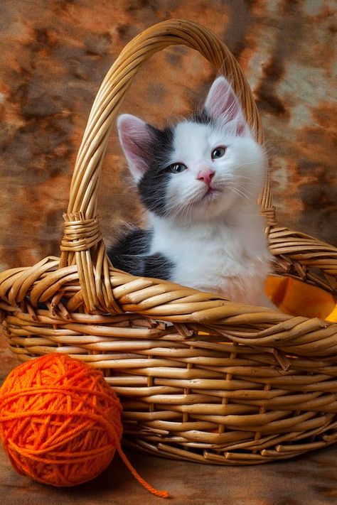 Ball Of Yarn, Image Chat, Cat Box, Cute Cats And Kittens, Cat Care, Cats Meow, Crazy Cat Lady, Beautiful Cats, Animals Friends