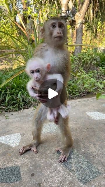 Baby Monkey Videos, Funny Monkey Videos, Monkey Funny Videos, Monkey Videos, Winged Monkeys, Monkeys For Sale, Cute Monkey Pictures, Small Monkey, Baby Animal Videos