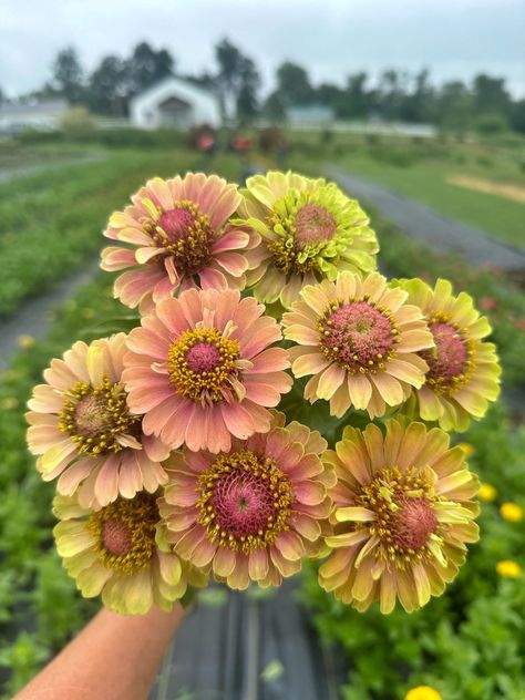 New Zinnia Varieties to Try! — PepperHarrowBoutique Iowa Flower Farm Zinnia Varieties, Contemporary Garden Design, Seed Kit, Apothecary Candles, Flowers Watercolor, Event Flowers, Red Queen, Organic Matter, Seed Starting