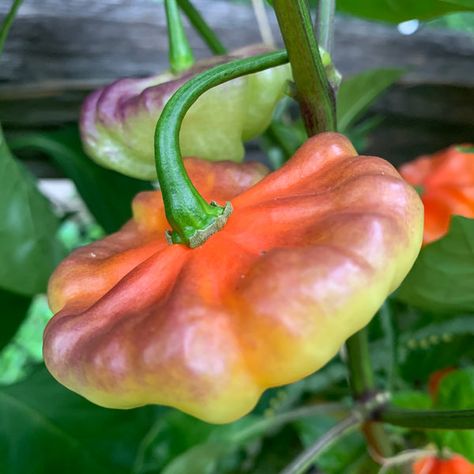 Aji Cachucha Purple Splotched - Seeds Pepper Seeds, Hot Pepper, The Caribbean, Bend, Seeds, Purple, Red