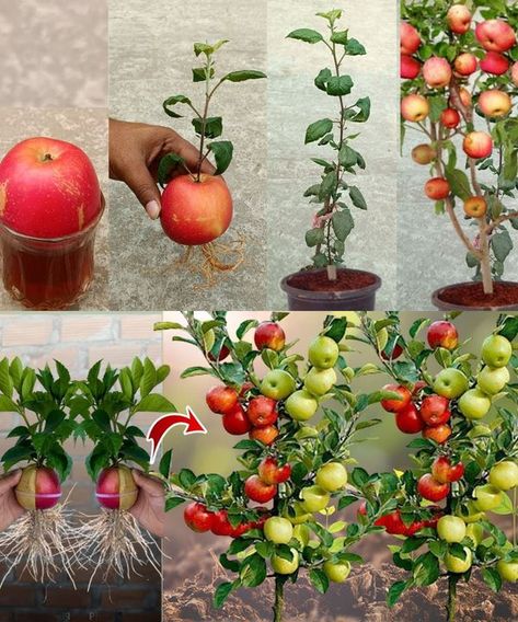 Garden growth tips Growing Scraps, Apple Trees From Seeds, Grow Fruit Indoors, Growing Apple Trees, Germinate Seeds, Apples And Oranges, Growing Mushrooms At Home, Garden Business, Grafting Plants