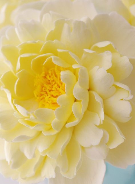 ~✿ڿڰۣ Soft Yellow Dahlia Yellow Peonies, Gum Paste Flowers, Yellow Aesthetic, Sugar Flowers, Pastel Yellow, Yellow Flower, Mellow Yellow, Shades Of Yellow, Beautiful Blooms