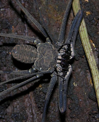 A large whip spider (Heterophrynus sp) from the Peruvian Amazon, detail of the spiky pedipals Arachnids Spiders, Spiders And Snakes, Itsy Bitsy Spider, Cool Insects, Cool Bugs, Arthropods, Creepy Crawlies, Beautiful Bugs, Arachnids