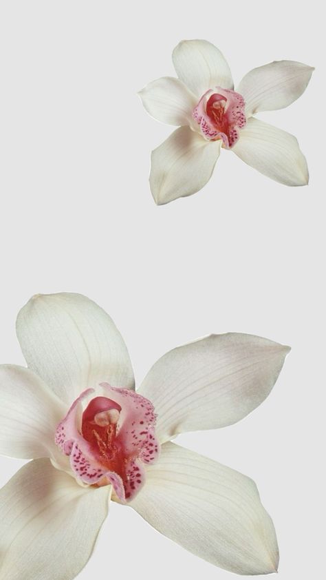 White Wallpaper With Flowers, Beachy Wallpaper, Orchid Wallpaper, L Wallpaper, Phone Wallpaper Pink, Wallpaper Iphone Summer, Flowers Background, Iphone Wallpaper App, Spring Wallpaper