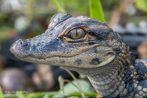 Baby Alligator, Cute Reptiles, Animal Study, Paws And Claws, Pretty Animals, Animal Projects, Crocodiles, Reptiles And Amphibians, Nature Animals