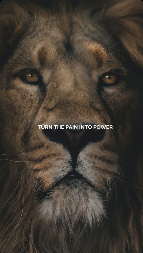 Lion Attitude Quotes, Mentality Wallpaper, Warrior Mentality, Sigma Quotes, Warrior Princess Quotes, Gaming Supplies, Lion Motivation, Doctors Korean Drama, Lion Art Tattoo