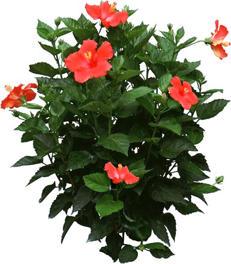 Hibiscus Flower Drawing, Hibiscus Bush, Growing Hibiscus, Hibiscus Tree, Hibiscus Garden, Summer Planter, Hibiscus Rosa Sinensis, Yucca Plant, Hibiscus Plant