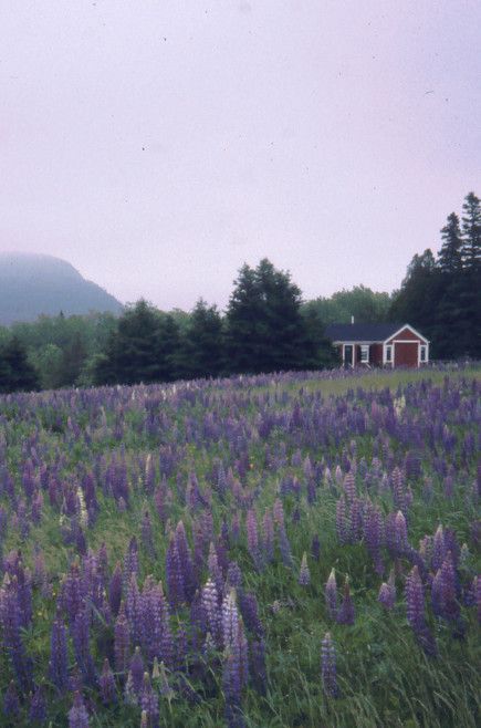 Maine House Aesthetic, Mount Desert Island Maine, Maine Lupines, Maine Flowers, Maine Nature, Maine Aesthetic, Maine Landscape, Maine Trip, Camden Maine