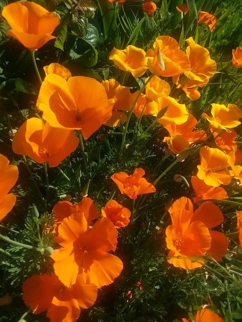 California Poppy Aesthetic, Wildflower Widget, Poppy Core, Poppies Aesthetic, Front Yard Transformation, Poppy California, Yard Transformation, Orange Wildflowers, Front Yard Flower Bed