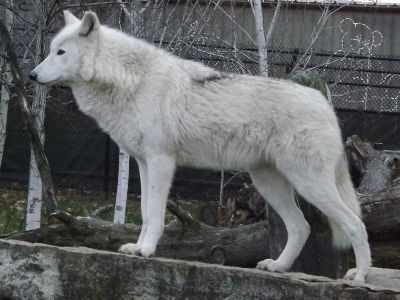 Wolf  -  Gray Wolf Wolf Standing Side View, Wolves Reference, Wolf Side Profile, Wolf Side View, Grey Wolf Photography, Maned Wolves, Wolf Profile, Wolf Reference, Wolf Drawing Easy