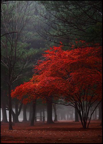 Red Tree: Yein Seni Arab, Matka Natura, Red Tree, Tree Photography, Lukisan Cat Air, Autumn Beauty, Alam Yang Indah, Beautiful Tree, Landscaping Ideas