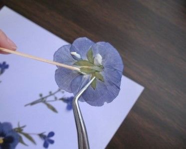 How To Use Pressed Flowers - A Simple 5-Step Guide Dried Flowers Crafts, Pressed Flowers Diy, Pressed Flower Crafts, Flower Craft, Dried And Pressed Flowers, Dry Flower, Pressed Flower Art, I'm Afraid, Nature Crafts