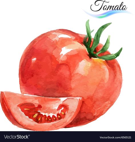 Watercolor Tomatoes, Watercolor Vegetables, Vegetable Painting, Watercolor Vector, Fruits Drawing, Watercolor Food, Watercolor Fruit, Object Drawing, Diy Watercolor Painting