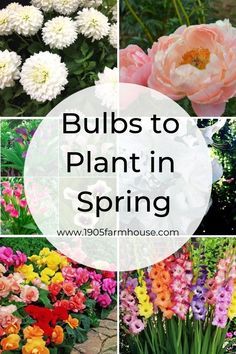 Bulbs To Plant In Spring, Spring Garden Flowers, Different Types Of Flowers, Garden Wallpaper, Flower Plants, Garden Bulbs, Decoration Plante, Cut Flower Garden, Spring Plants