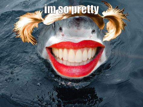 pretty shark Sharks With Human Teeth, Teeth Funny, Extra Teeth, Teeth Humor, All About Sharks, Human Teeth, Teeth Shape, Shark Week, Shark Teeth