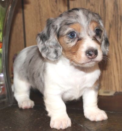 Mini Dachshund Full Grown, Long Haired Dachshund Puppies, Mini Daschund, Dapple Dachshund Miniature, Mini Long Haired Dachshund, Dachshund Facts, Piebald Dachshund, Longhaired Dachshund, Long Haired Miniature Dachshund