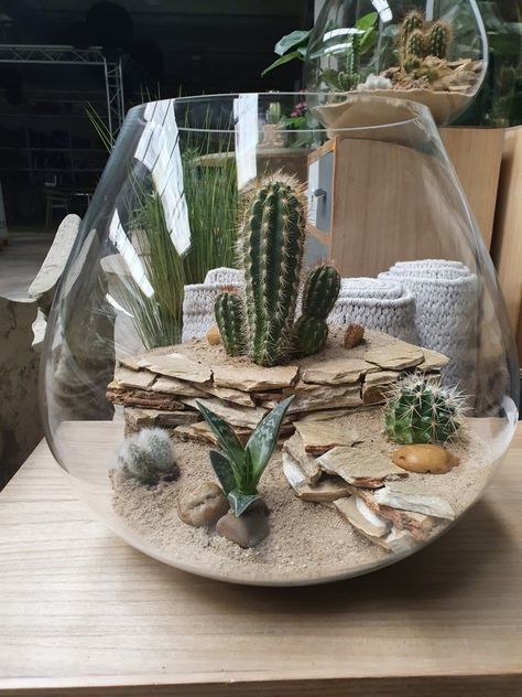 Glass Jar Diy, Cactus Ideas, Mini Cactus Garden, Planter Arrangements, Terrarium Centerpiece, Indoor Fairy Gardens, Cactus Terrarium, Garden Cactus, Diy Terrarium