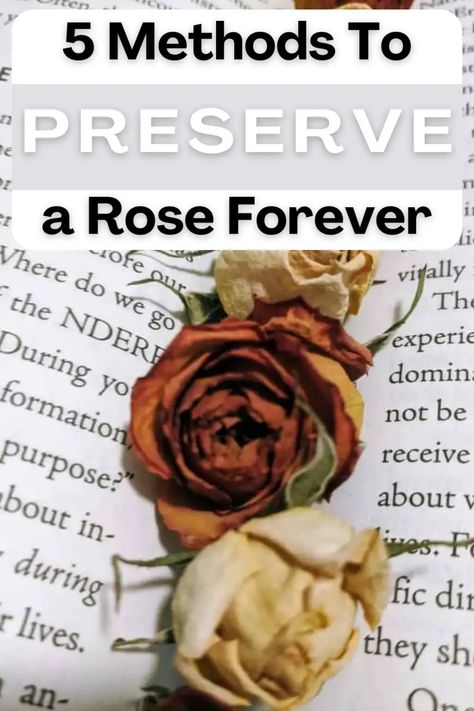 Preserve a Rose Forever: air dry, use glycerin, press, silica gel, or sand. Follow these methods to keep your beautiful roses intact for years to come. How To Save Real Flowers Forever, Best Way To Dry Roses, Resin Art With Dried Flowers, Things To Do With Dried Roses, How To Persevere Roses, How To Keep Dried Flowers, How To Dry Roses Diy, Pressed Roses Diy, Pressing Roses Diy