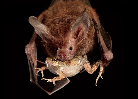 Bat Eating, Bat Photos, Bat Species, Prey Animals, Vampire Bat, Tattoo Project, Water Ripples, Creatures Of The Night, National Geographic