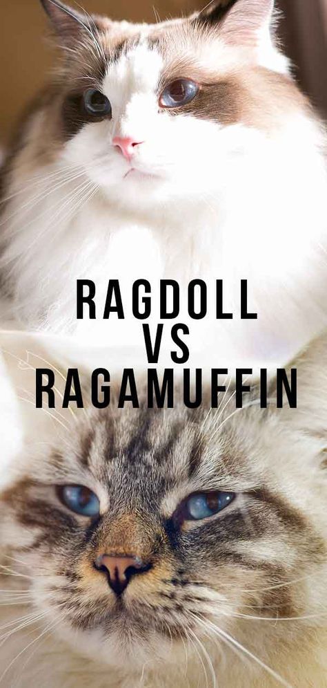 Raggamuffin Cat, Ragamuffin Kittens, Domesticated Animals, Ragamuffin Cat, Gato Grande, Tabby Cats, Ragamuffin, Kitty Baby, Ragdoll Cats