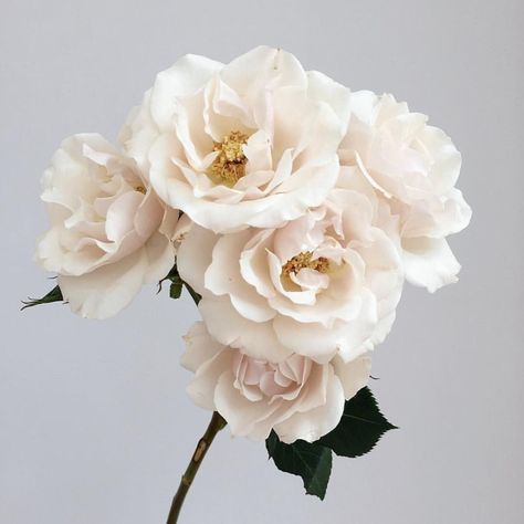 White majolica spray roses: all year ... Hydrangea Quickfire, Foggy Spring, Floral Names, Flower Library, White Spray Roses, Individual Flowers, Flower Board, White Boutonniere, Flower Types