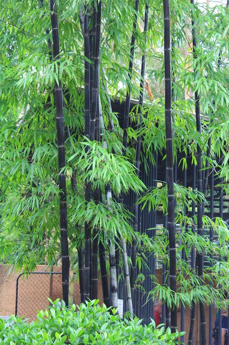 Bamboo Farm, Seed Garden, Bamboo Species, Clumping Bamboo, Bamboo Seeds, Growing Bamboo, Bamboo Trees, Shade Screen, Goth Garden