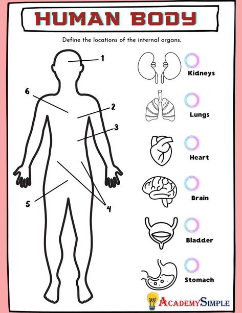 Internal Organs Worksheet, Internal Organs Diagram, Maths Chart, Body Organs Diagram, Human Body Diagram, Human Body Worksheets, Suffixes Worksheets, English Girl, Human Body Activities