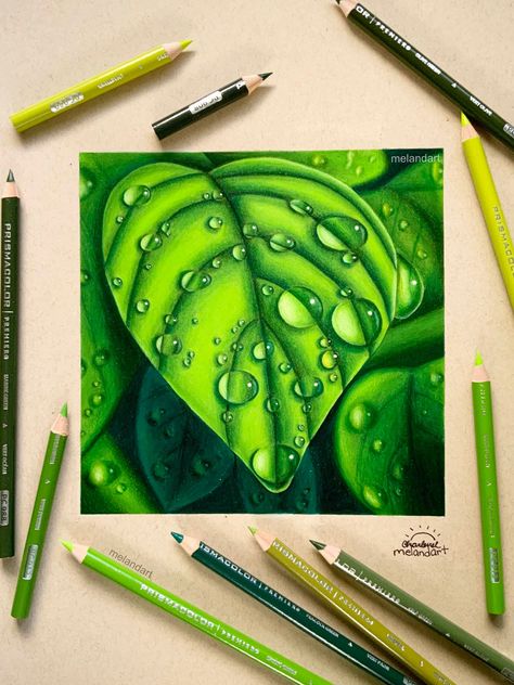 New Drawing! I had a blast working on this coloured pencils drawing! I challenged myself to try and make the background look blurred. I found it a bit difficult at first but I'm really happy with how it came out! #art #prismacolor #drawing Succulent Drawing, Colored Pencil Artwork Ideas, Prismacolor Drawing, Succulents Drawing, Pencil Inspiration, Pop Art Images, Prismacolor Art, Pencil Drawing Tutorials, Colored Pencil Artwork