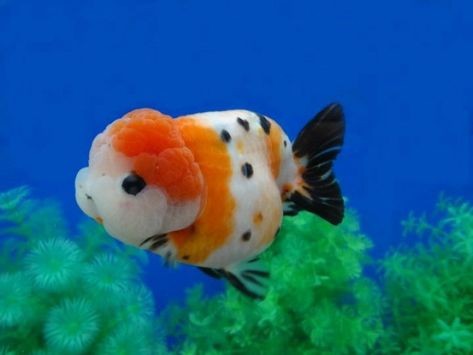 Aesthetic Fish, Pets Illustration, Funny Animal Pics, Fish Aesthetic, Oranda Goldfish, Pet Goldfish, Goldfish Tank, Tropical Fish Aquarium, Fresh Water Fish Tank