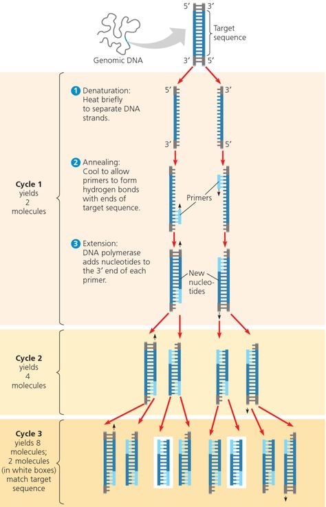 Polymerase Chain Reaction Notes, Polymerase Chain Reaction, Microbiology Study, Medical Laboratory Technician, Molecular Genetics, Mcat Study, Dna Replication, Study Biology, Biology Classroom