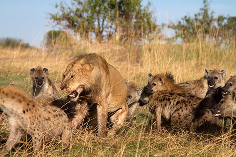 Clan Of Hyenas Attack Lone Lion And Steal Its Prey Lion And Lioness, Male Lion, Wildlife Park, Wild Dogs, Animal Stories, Hyena, Zebras, Big Cats, Ecology