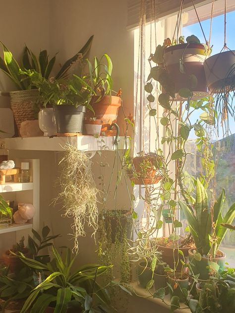 Room Window Aesthetic, Houseplant Room, Hippie Apartment Aesthetic, Sun Bedroom, Hippie Apartment, Plant Bedroom Aesthetic, Plant Room Aesthetic, Plant Mom Aesthetic, Rum Inspo