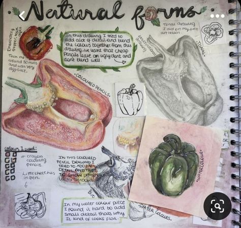 Gcse Art Pepper Page, Junior Cert Art Cba, Textiles Mindmap Sketchbook Ideas, Natural Forms Sketchbook, Gcse Art Natural Forms, Natural Forms Gcse, Fruit Collage, Textiles Gcse, Igcse Art