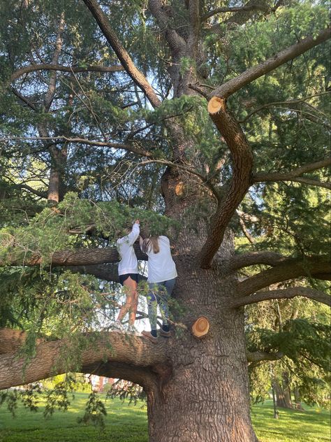 Tree friends climbing a tree Climbing A Tree Aesthetic, Big Tree Aesthetic, Tree Climbing Aesthetic, Climbing Trees Aesthetic, Growing Up Aesthetic, Climbing A Tree, Climb A Tree, Climbing Trees, Tree Climbing