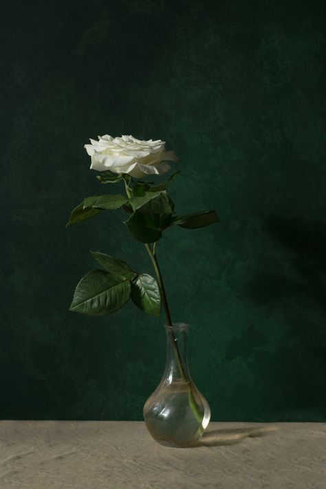 Vase Of Flowers Photography, Roses Still Life, Plant Still Life, Life Reference, Study Painting, Art Final, Greenery Arrangements, Vase Of Flowers, Still Life Drawing