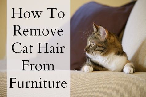 http://www.home-ec101.com/ah-choo-cat-hair-on-the-couch/  For the couch How To Get Cat Hair Off Furniture, Remove Cat Hair From Furniture, Cat Hair Removal, Cleaning Pet Hair, Cat Things, Cat Dander, Velvet Couch, Cat Hair, How To Clean Furniture