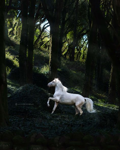 portfolio — sara ceraldi photography Equestrian Photography, Horse Story, Elegant Horse, Magical Horses, Dreamy Artwork, Fantasy Horses, Therapy Animals, Horse Aesthetic, Equestrian Life