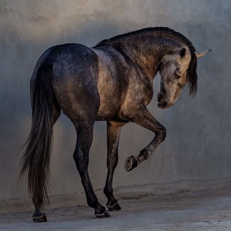 Sculpture Reference, Horse Photography Poses, Horse Magazine, Horse Anatomy, Horse Inspiration, Horse Aesthetic, Horse Drawing, Horse Drawings, Horse Equestrian