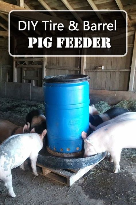 DIY Tire & Barrel Pig Feeder - easy step by step instructions... #pigs #diy  #homestead #homesteading Pigs Farming Livestock, Pig Shelter, Pig Feeder, Pig Waterer, Raising Pigs, Pig Feed, Raising Farm Animals, Pig Pen, Pig House