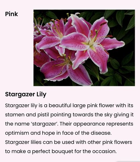 Stargazer Lily Meaning, Lilies Meaning, Stargaze Lily, Stargazing Lily, Lily Stargazer, Stargazer Lily Wedding, Stargazer Lily Bouquet, All The Bright Places, Stargazer Lily