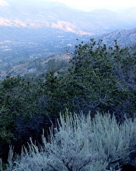 Artemisia tridentata, Great Basin Sage Brush, with Quercus alvordiana in the background, near Tehachapi, California. Artemisia Tridentata, Big Sagebrush, Tehachapi California, Sage Brush, Habitat Garden, Great Basin, Music Ideas, Water Wise, Wild Plants