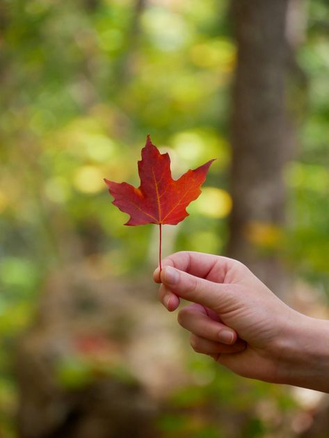 Person Holding a Red Maple Leaf · Free Stock Photo Aesthetic Autumn Wallpapers, Autumn Wallpapers, Red Maple Leaf, Google Cloud, Marketing Specialist, Aesthetic Autumn, Red Maple, Wallpaper For Your Phone, Fall Pictures