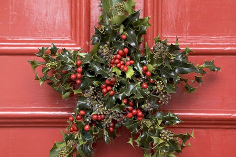 Create a beautiful Christmas star decoration, with fresh holly and ivy, from the experts at BBC Gardeners' World Magazine and gardenersworld.com. Star Door, Holly And Ivy, Holly Decorations, Christmas Star Decorations, Christmas Flower Arrangements, Homemade Christmas Decorations, Christmas Tree Decorations Diy, Beautiful Christmas Decorations, Christmas Garden